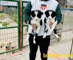 SMARTEST IN THE WORLD BORDER COLLIE PUPPIES 2