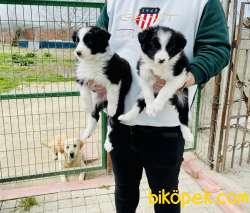 SMARTEST IN THE WORLD BORDER COLLIE PUPPIES 1