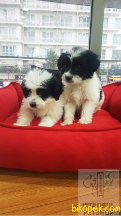 Şok Uygun Fiyatlarla Terrier Yavrular 3