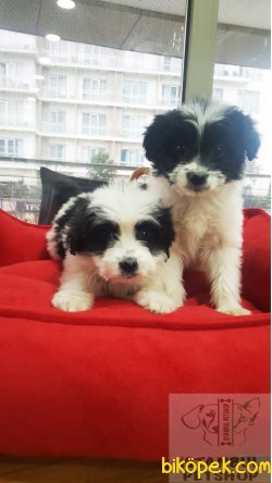 Şok Uygun Fiyatlarla Terrier Yavrular 4