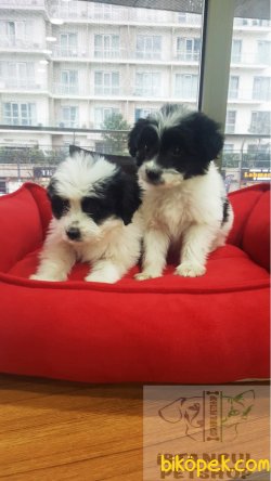 Şok Uygun Fiyatlarla Terrier Yavrular 1