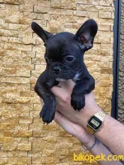 Sold Black French Bulldog Bebeğimiz 4