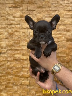 Sold Black French Bulldog Bebeğimiz 3