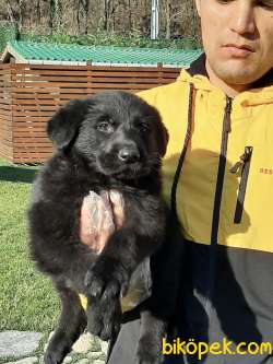 SOLID BLACK ALMAN ÇOBAN YAVRULARI 3