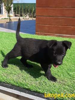 SOLID BLACK ALMAN ÇOBAN YAVRULARI 4