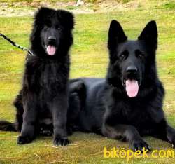 SOLID BLACK ALMAN ÇOBAN YAVRULARI 5