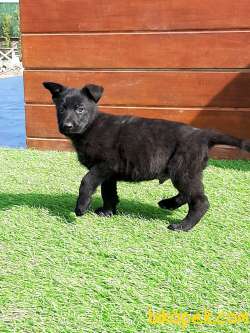 SOLID BLACK ALMAN ÇOBAN YAVRULARI 2