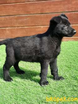 SOLID BLACK ALMAN ÇOBAN YAVRULARI 3