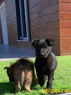SOLID BLACK ALMAN ÇOBAN YAVRULARI 1