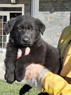 SOLİD BLACK ALMAN COBAN YAVRULARI 3