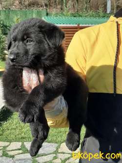 SOLİD BLACK ALMAN COBAN YAVRULARI 4