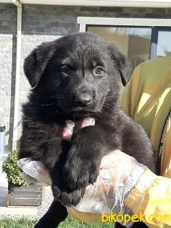 SOLİD BLACK ALMAN COBAN YAVRULARI 3