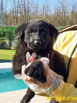 SOLİD BLACK ALMAN COBAN YAVRULARI 1