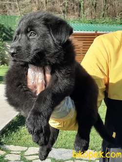 SOLİD BLACK ALMAN COBAN YAVRULARI 2