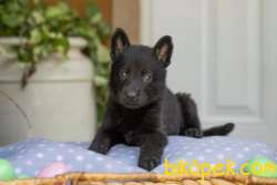 Solid Black Alman Çoban Yavruları