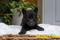 Solid Black Alman Çoban Yavruları 4