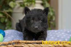 Solid Black Alman Çoban Yavruları 5