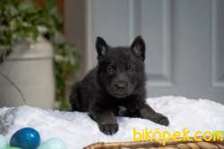 Solid Black Alman Çoban Yavruları 2