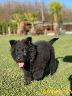 Solid Black Alman Çoban Yavruları