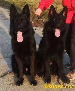 Solid Black Alman Çoban Yavruları 5
