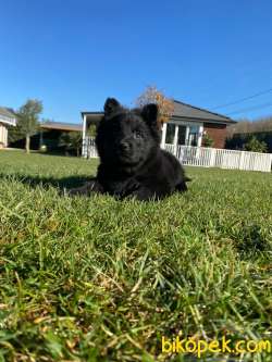 Solid Black Alman Çoban Yavruları 3