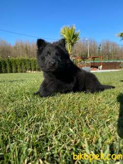 Solid Black Alman Çoban Yavruları 3