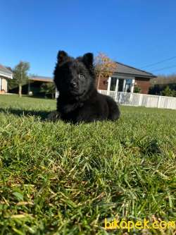 Solid Black Alman Çoban Yavruları 2