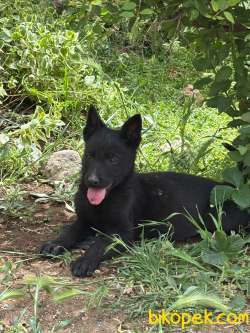 SOLİD BLACK ALMAN ÇOBAN YAVRULARI 5