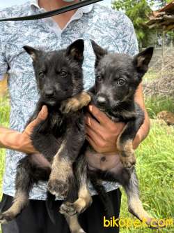 SOLİD BLACK ALMAN ÇOBAN YAVRULARI 4