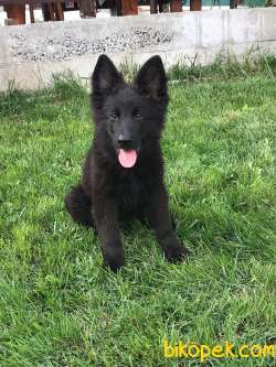 SOLİD BLACK ALMAN KURDU ERKEĞİM 3