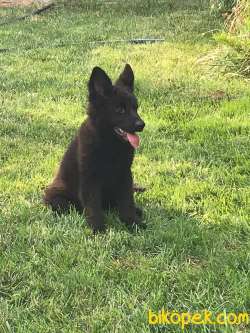 SOLİD BLACK ALMAN KURDU ERKEĞİM 4