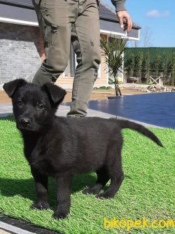 SOLİD BLACK ALMAN KURDU YAVRULARI 2