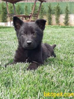 SOLİD BLACK ALMAN KURDU YAVRULARI 3