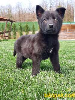 SOLİD BLACK ALMAN KURDU YAVRULARI 5