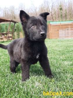 SOLİD BLACK ALMAN KURDU YAVRULARI 1