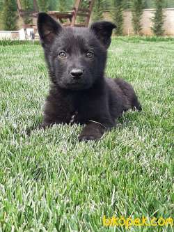 SOLİD BLACK ALMAN KURDU YAVRULARI 4