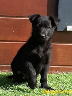 Solid Black  Alman Kurdu Yavrulari 3