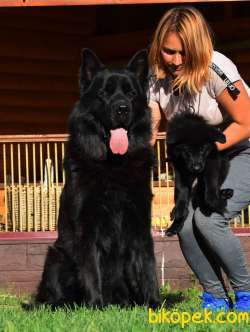 Solid Black  Alman Kurdu Yavrulari 1
