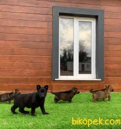 Solid Black  Alman Kurdu Yavrulari 4