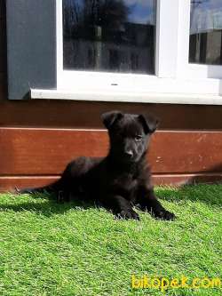 Solid Black  Alman Kurdu Yavrulari 5