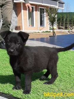 Solid Black  Alman Kurdu Yavrulari 2