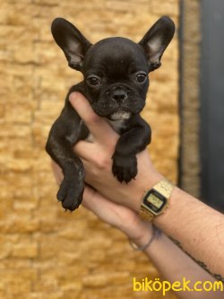 Solid Black French Bulldog Yavrumuz 4