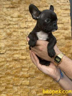 Solid Black French Bulldog Yavrumuz 2