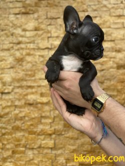 Solid Black French Bulldog Yavrumuz 3