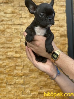 Solid Black French Bulldog Yavrumuz 1