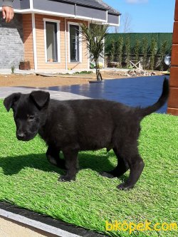 Solid Black Secerelı Alman Kurdu  Yavruları 5