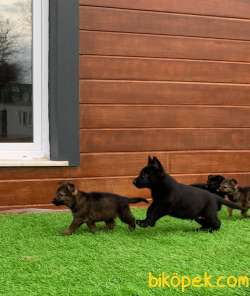 Solid Black Secerelı Alman Kurdu  Yavruları 1
