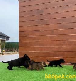 Solid Black Secerelı Alman Kurdu  Yavruları 4