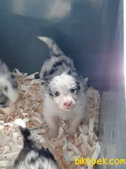 SON 2 YAVRU BORDER COLLİ YAVRULARI BLUE MERLE 3