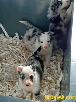 SON 2 YAVRU BORDER COLLİ YAVRULARI BLUE MERLE 5